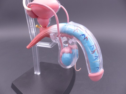 美人体模型 男性版