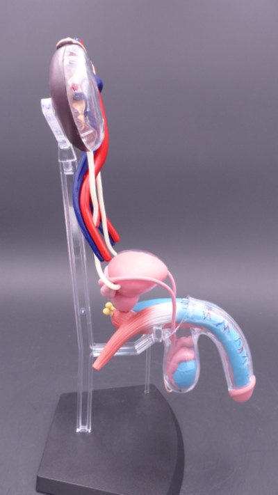 美人体模型 男性版