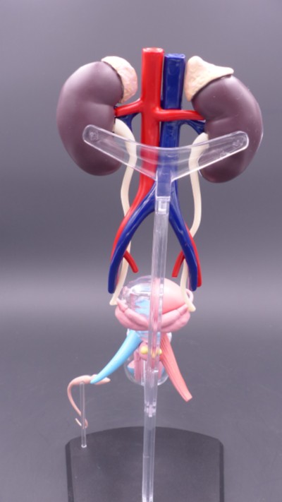 美人体模型 男性版