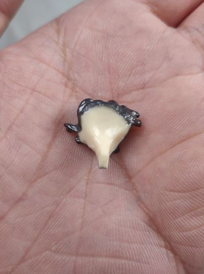 监狱学园 绿川花