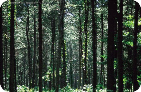 The・卡车收藏 木材加工厂卡车套装