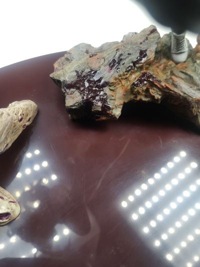 学园默示录 HIGHSCHOOL OF THE DEAD 宫本丽