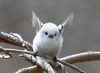 刀剑神域 第二季 有纪 圣母圣咏