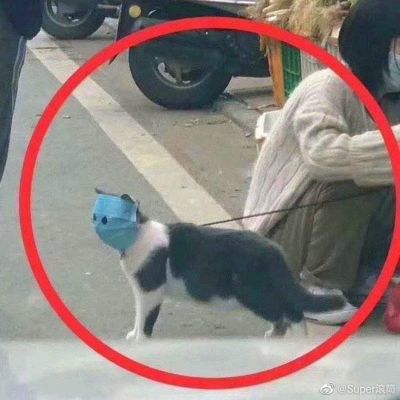 口罩猫