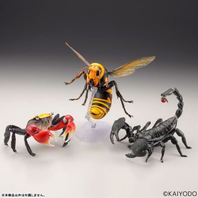 REVOGEO 日本大黄蜂