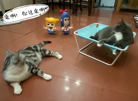 pop子和pipi美的日常 pipi美