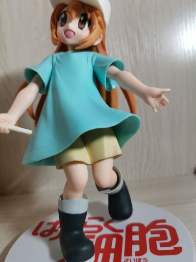 工作细胞 血小板 