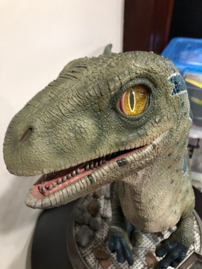 遗产博物馆Collection 侏罗纪世界2：失落王国 布鲁（幼龙版）