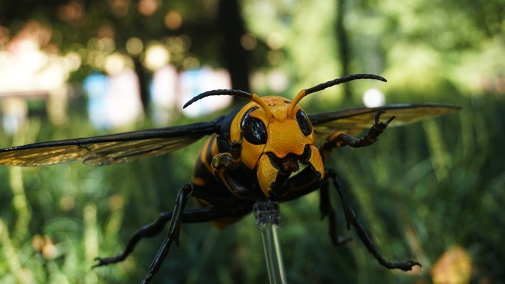 REVOGEO 日本大黄蜂