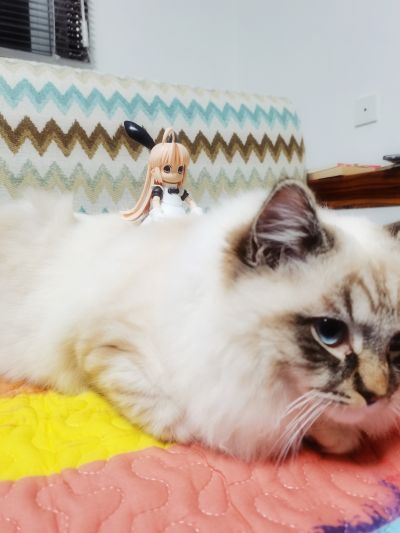 一击杀虫！！小惠惠 新版 小惠惠 新版