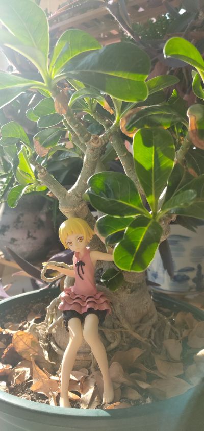 一番賞 傷物語 鐵血篇 B賞 10歲 姬絲秀忒・雅賽蘿拉莉昂・刃下心