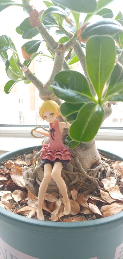 一番賞 傷物語 鐵血篇 B賞 10歲 姬絲秀忒・雅賽蘿拉莉昂・刃下心