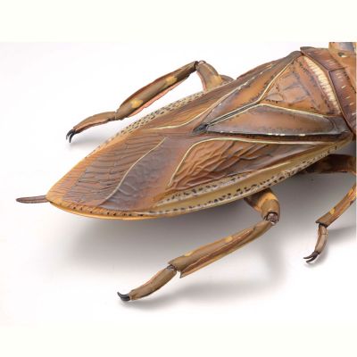 REVOGEO 田鳖/田龟