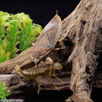 REVOGEO 田鳖/田龟