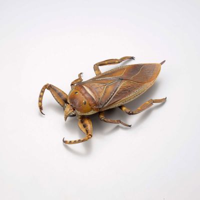 REVOGEO 田鳖/田龟