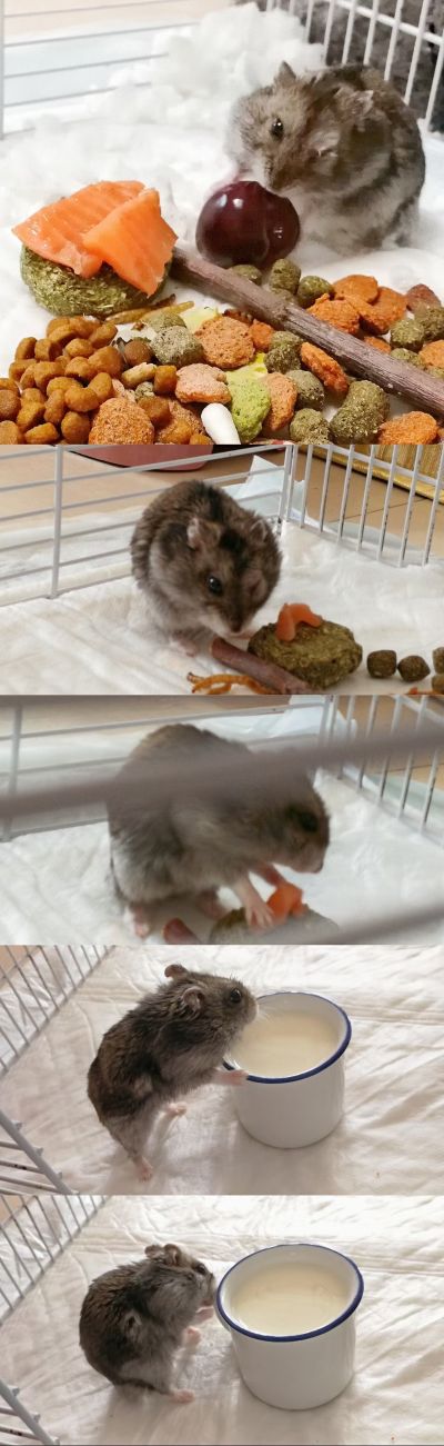 埃罗芒阿老师 山田妖精