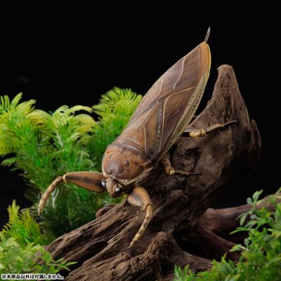 REVOGEO 田鳖/田龟