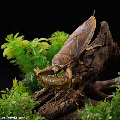 REVOGEO 田鳖/田龟