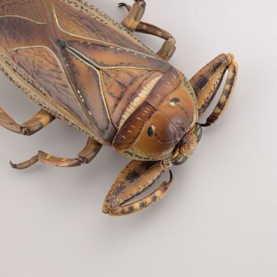 REVOGEO 田鳖/田龟