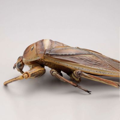 REVOGEO 田鳖/田龟