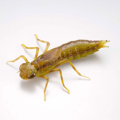 REVOGEO 田鳖/田龟