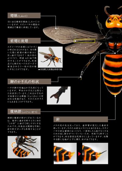 动物大图鉴 大黄蜂