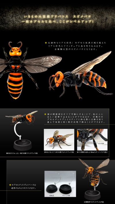 动物大图鉴 大黄蜂