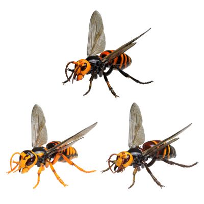 动物大图鉴 大黄蜂