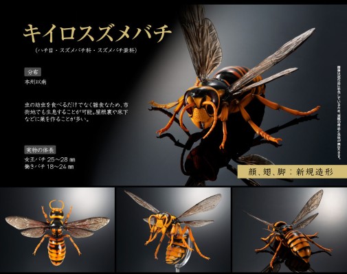 动物大图鉴 大黄蜂