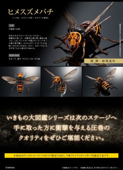 动物大图鉴 大黄蜂