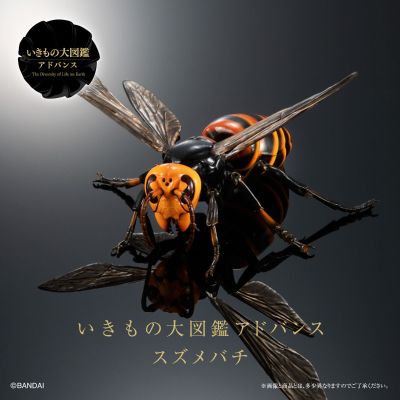 动物大图鉴 大黄蜂