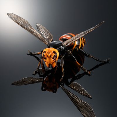 动物大图鉴 大黄蜂