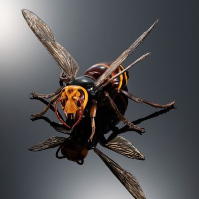 动物大图鉴 大黄蜂