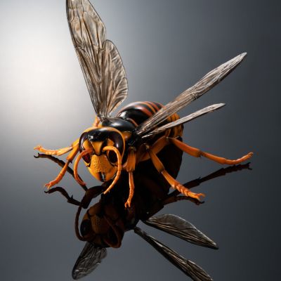 动物大图鉴 大黄蜂