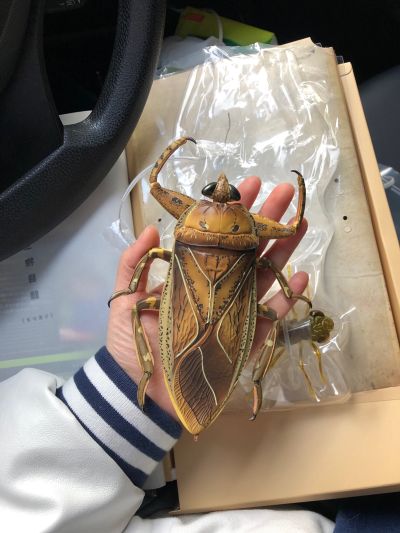 REVOGEO 田鳖/田龟