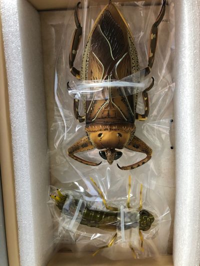 REVOGEO 田鳖/田龟