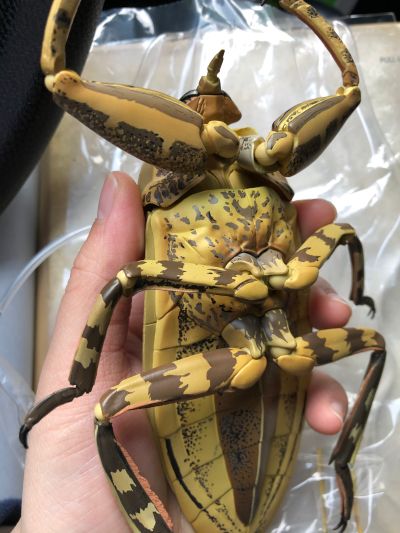 REVOGEO 田鳖/田龟