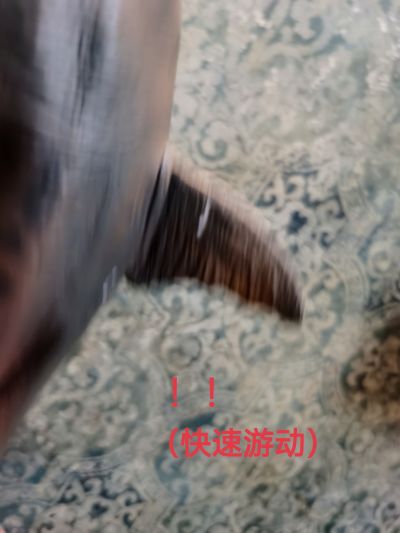 一番赏 哥斯拉VS金刚 哥斯拉 A赏