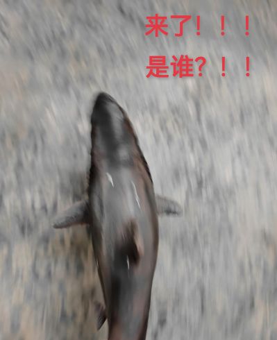 一番赏 哥斯拉VS金刚 哥斯拉 A赏