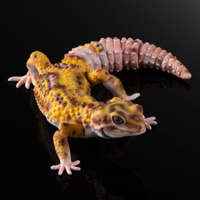 进化生物大图鉴 斑纹 与 蜥蜴 3种套装