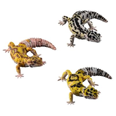 进化生物大图鉴 斑纹 与 蜥蜴 3种套装