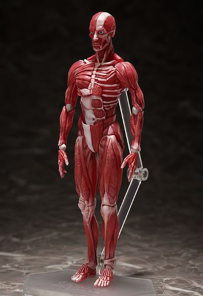 figma#SP-142 桌上美术馆 人体模型