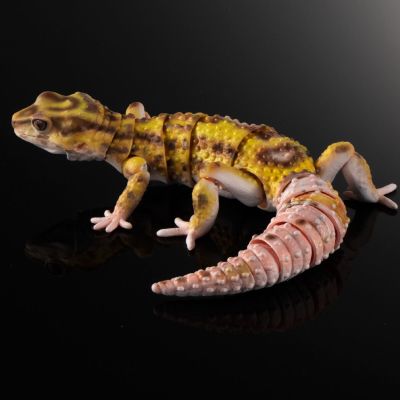 进化生物大图鉴 斑纹 与 蜥蜴 3种套装