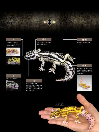 进化生物大图鉴 斑纹 与 蜥蜴 3种套装