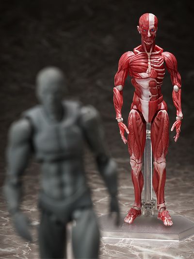 figma#SP-142 桌上美术馆 人体模型