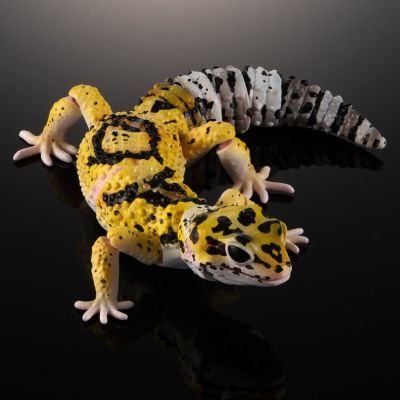 进化生物大图鉴 斑纹 与 蜥蜴 3种套装