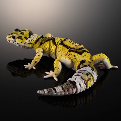 进化生物大图鉴 斑纹 与 蜥蜴 3种套装