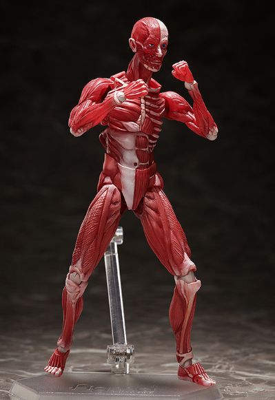 figma#SP-142 桌上美术馆 人体模型
