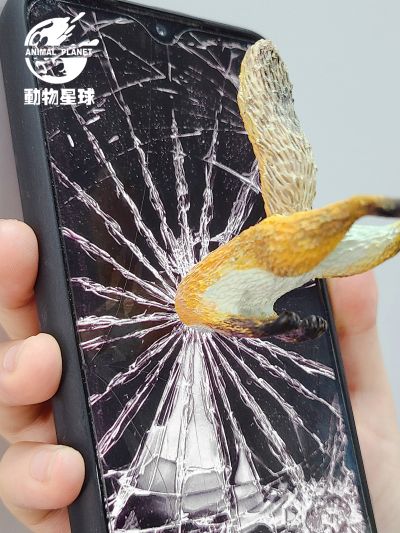 钻地狐狸