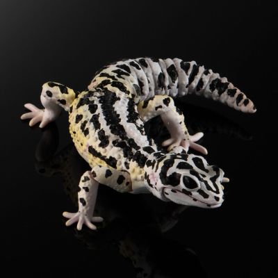 进化生物大图鉴 斑纹 与 蜥蜴 3种套装